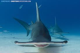 Hammerhead Shark Eating Stingray